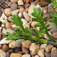 Leptinella pyrethrifolia